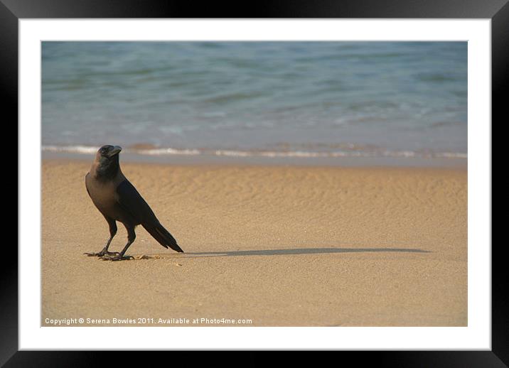 Crow on the Sand Varkala Framed Mounted Print by Serena Bowles