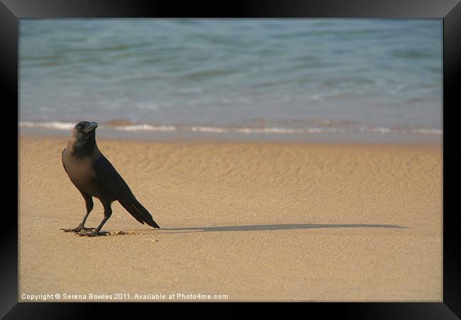 Crow on the Sand Varkala Framed Print by Serena Bowles