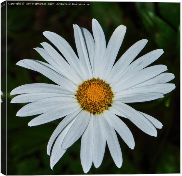 Enigmatic Oxeye Daisy's Hidden Beauty Canvas Print by Tom McPherson