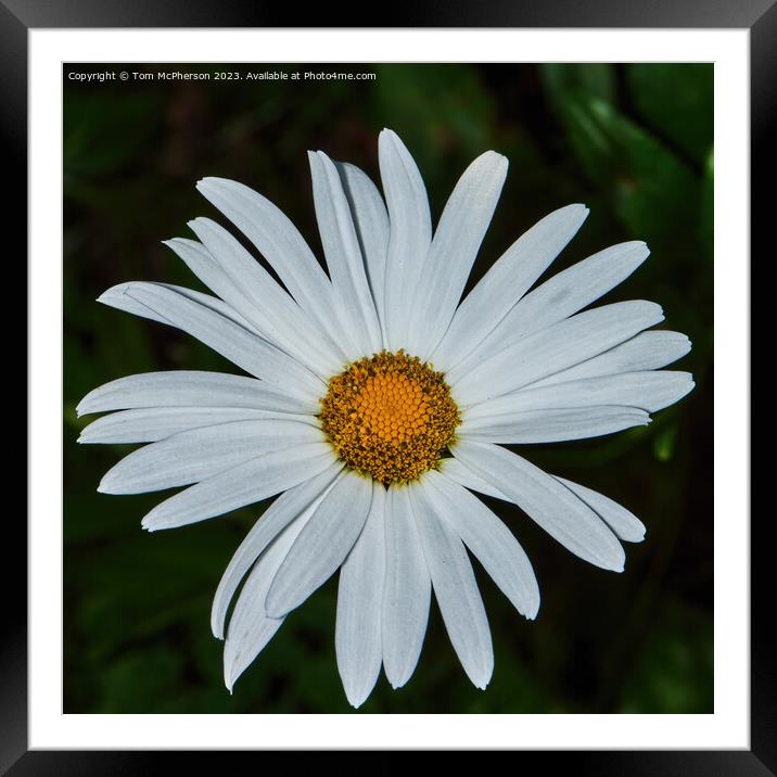 Enigmatic Oxeye Daisy's Hidden Beauty Framed Mounted Print by Tom McPherson