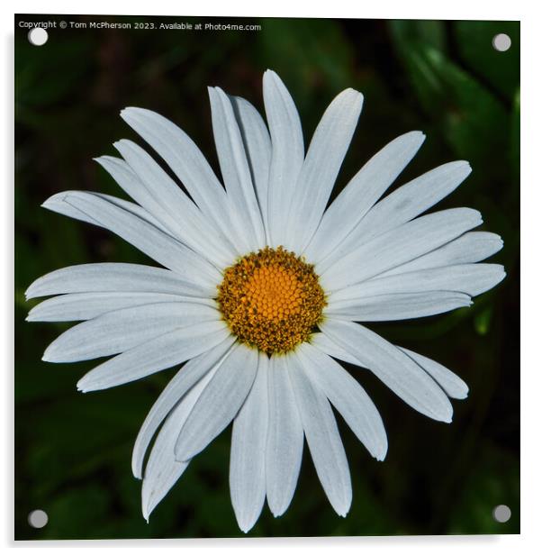 Enigmatic Oxeye Daisy's Hidden Beauty Acrylic by Tom McPherson