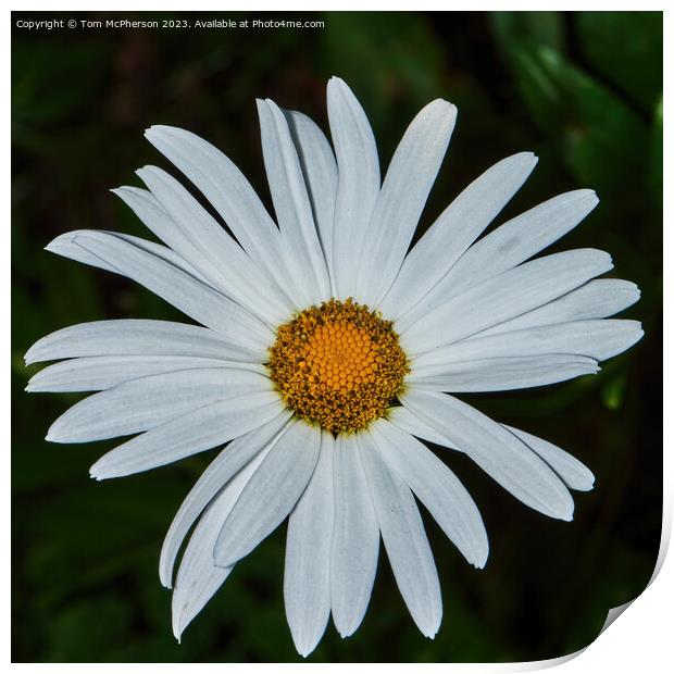 Enigmatic Oxeye Daisy's Hidden Beauty Print by Tom McPherson