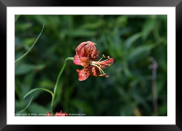 Tiger Lily 3A Framed Mounted Print by Philip Lehman