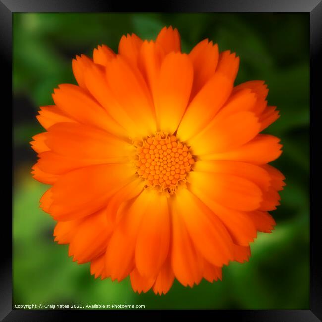 Orange Calendula Flower. Framed Print by Craig Yates