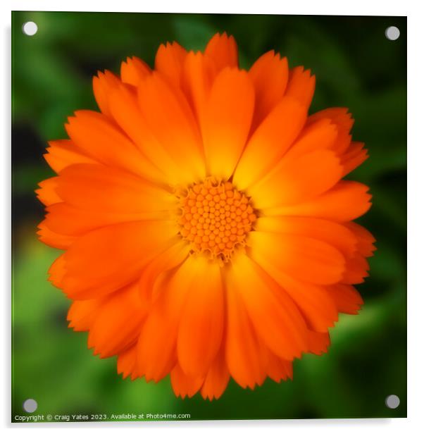Orange Calendula Flower. Acrylic by Craig Yates