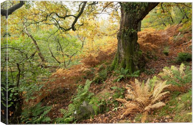 Ancient wood in the North York Moors Canvas Print by Martin Williams