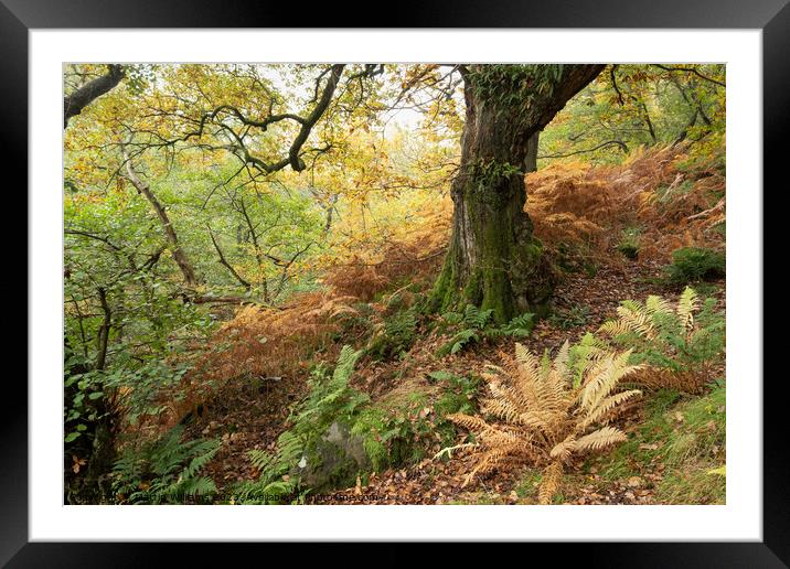 Ancient wood in the North York Moors Framed Mounted Print by Martin Williams