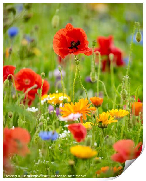Poppies and wild flowers Print by Simon Johnson