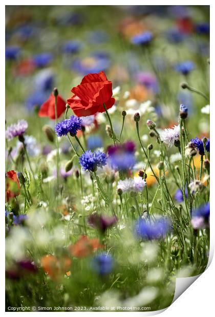 poppy flower Print by Simon Johnson