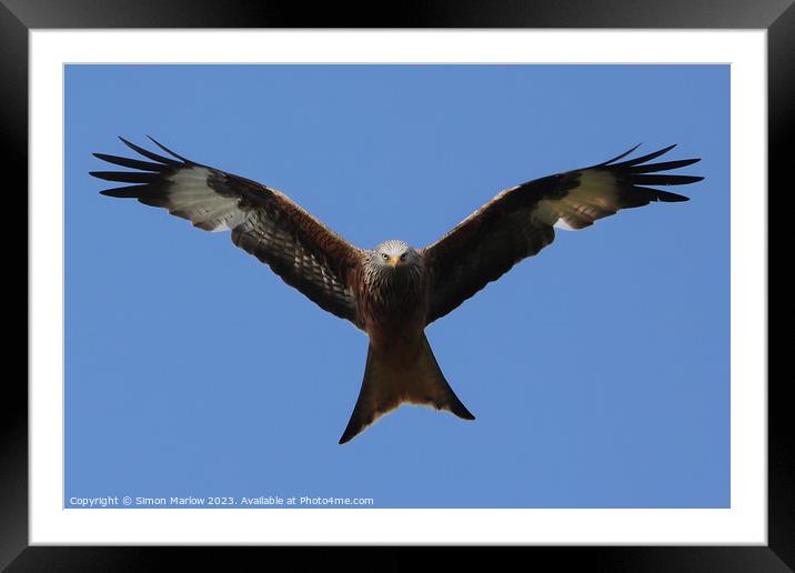 Red Kite in flight Framed Mounted Print by Simon Marlow