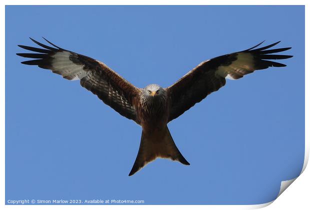 Red Kite in flight Print by Simon Marlow