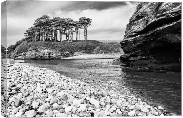 Scots Pine in Budleigh by River Otter Canvas Print by Adrian Burgess