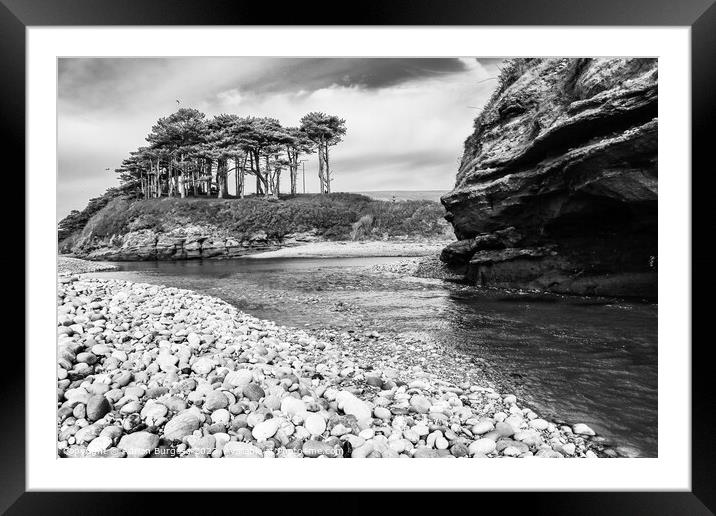 Scots Pine in Budleigh by River Otter Framed Mounted Print by Adrian Burgess