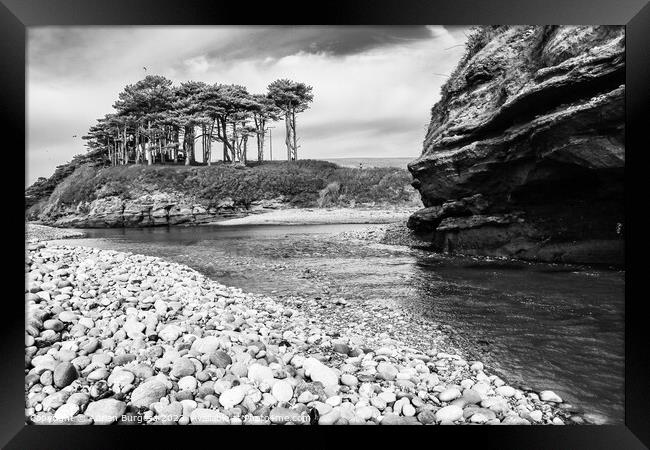 Scots Pine in Budleigh by River Otter Framed Print by Adrian Burgess