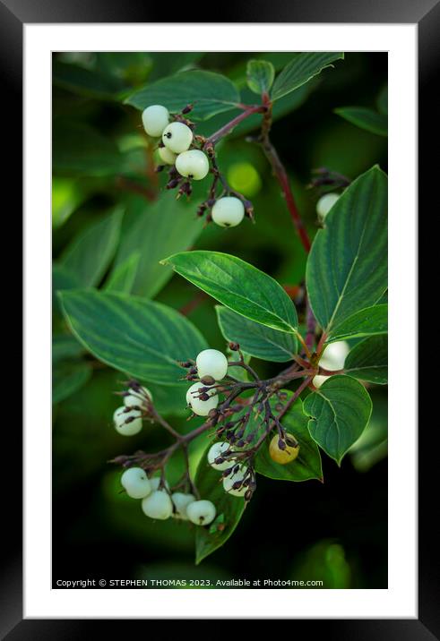 Red Osier Dogwood Berries Framed Mounted Print by STEPHEN THOMAS