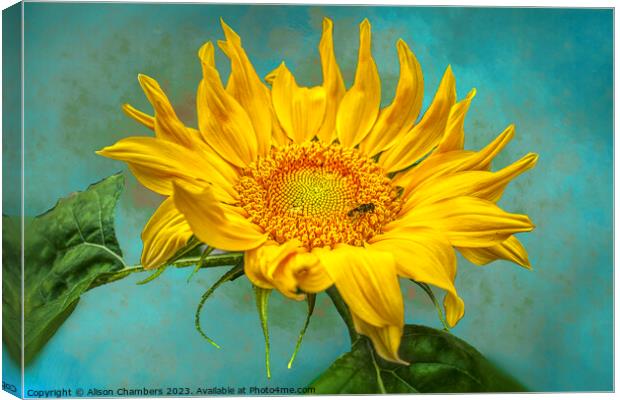Sunflower Canvas Print by Alison Chambers