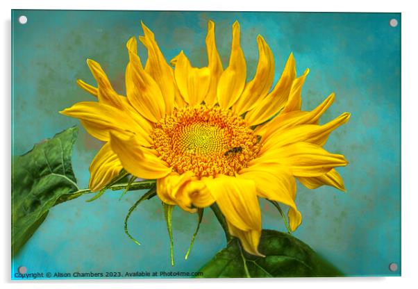 Sunflower Acrylic by Alison Chambers