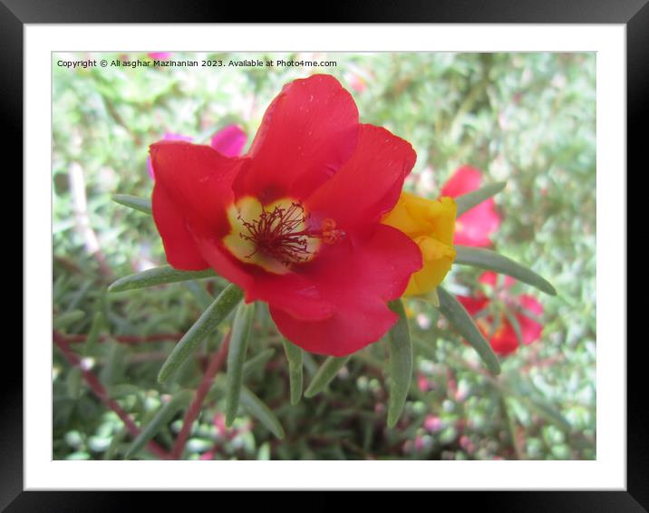Plant flower Framed Mounted Print by Ali asghar Mazinanian