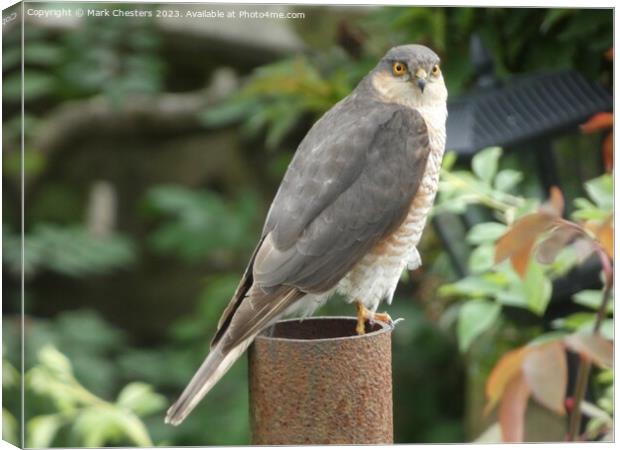 Sparrowhawk looking at me. Canvas Print by Mark Chesters