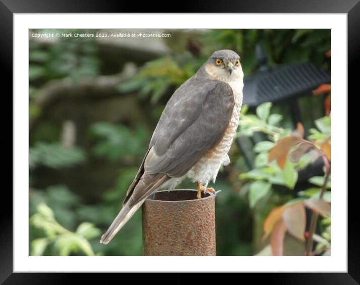 Sparrowhawk looking at me. Framed Mounted Print by Mark Chesters