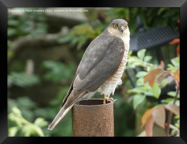 Sparrowhawk looking at me. Framed Print by Mark Chesters