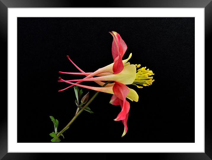 Aquilegia Flower Framed Mounted Print by Nicky Vines