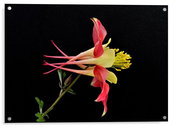 Aquilegia Flower Acrylic by Nicky Vines
