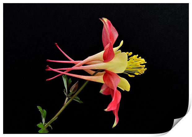 Aquilegia Flower Print by Nicky Vines