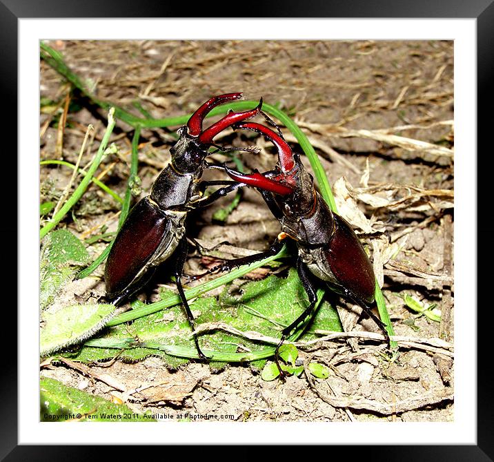 Fighting Stag Beetles Framed Mounted Print by Terri Waters