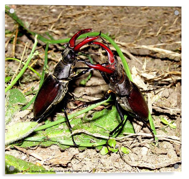 Fighting Stag Beetles Acrylic by Terri Waters