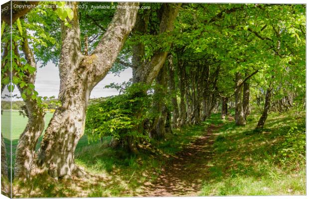 A Woodland Walk Dornoch Scotland Canvas Print by Pearl Bucknall