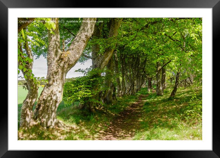 A Woodland Walk Dornoch Scotland Framed Mounted Print by Pearl Bucknall