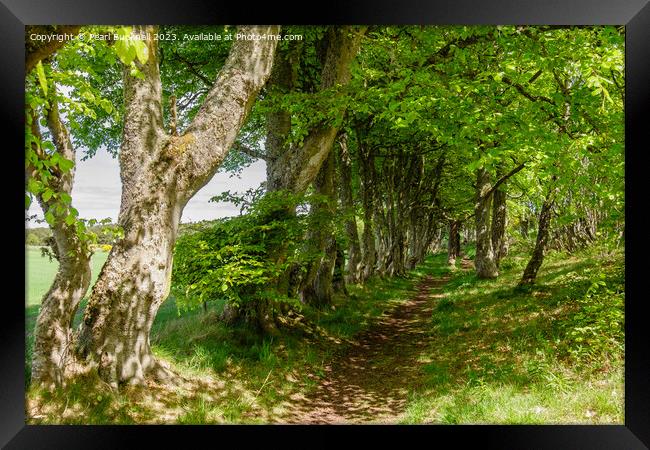 A Woodland Walk Dornoch Scotland Framed Print by Pearl Bucknall