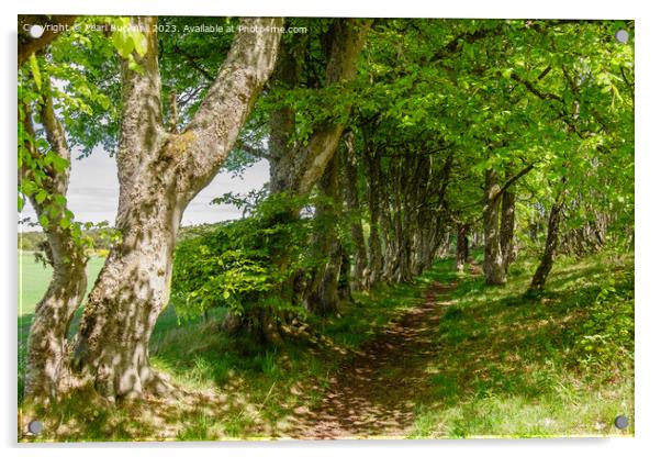 A Woodland Walk Dornoch Scotland Acrylic by Pearl Bucknall