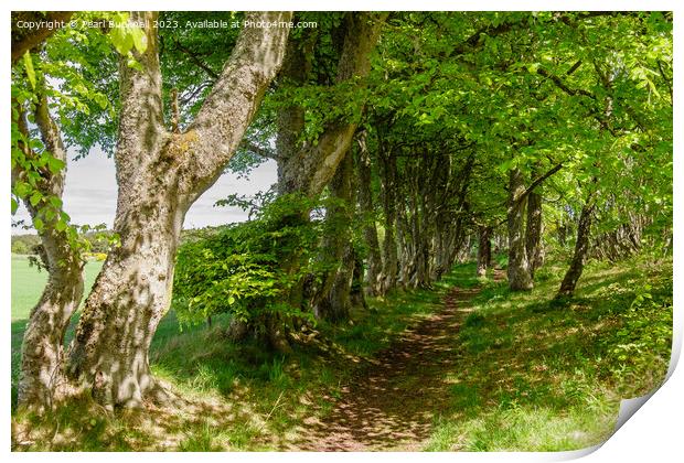 A Woodland Walk Dornoch Scotland Print by Pearl Bucknall