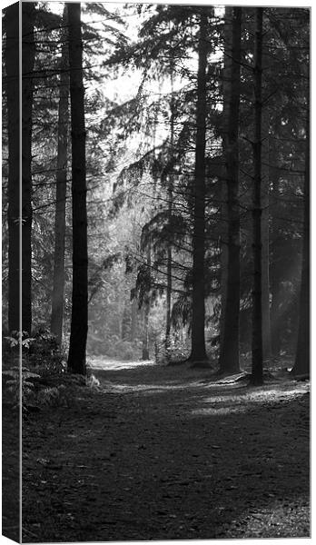 woodland walk Canvas Print by Elouera Photography
