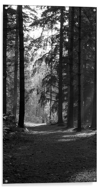 woodland walk Acrylic by Elouera Photography