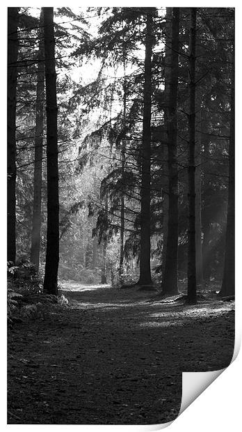 woodland walk Print by Elouera Photography