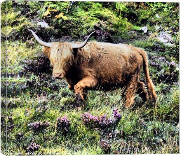 Highland Cow Coo Scottish Highlands Canvas Print by OBT imaging