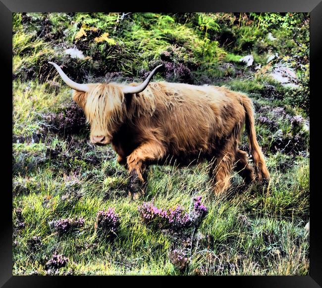 Highland Cow Coo Scottish Highlands Framed Print by OBT imaging