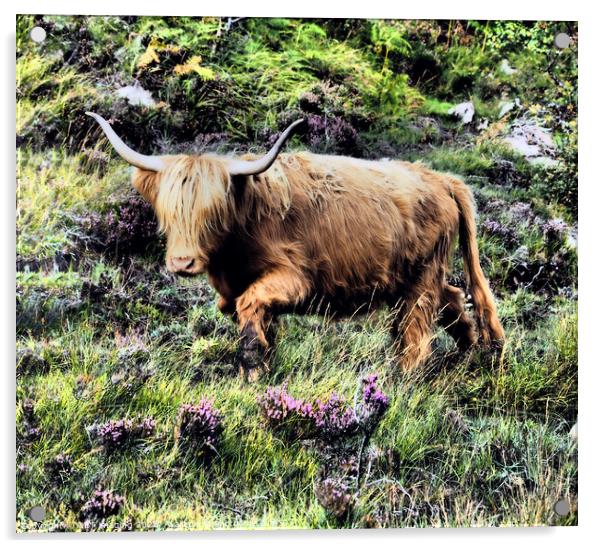 Highland Cow Coo Scottish Highlands Acrylic by OBT imaging