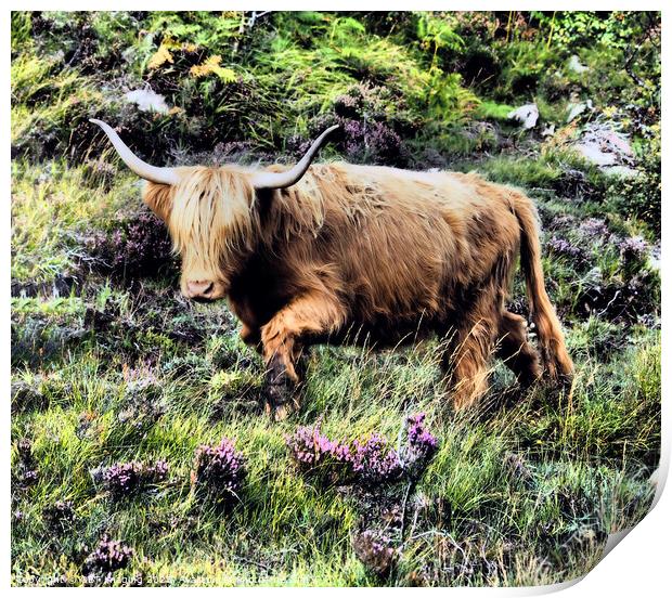 Highland Cow Coo Scottish Highlands Print by OBT imaging