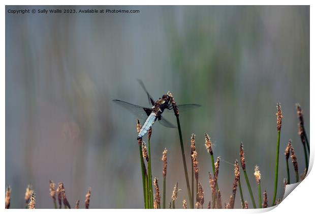 Broad Bodied Chaser Dragonfly Print by Sally Wallis