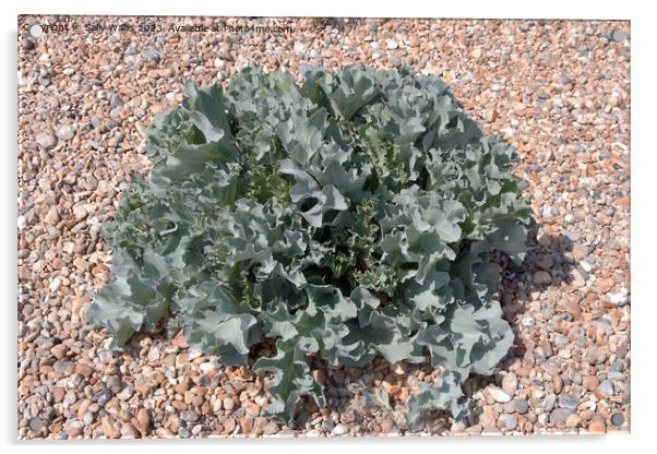 Sea Kale on pebble beach Acrylic by Sally Wallis