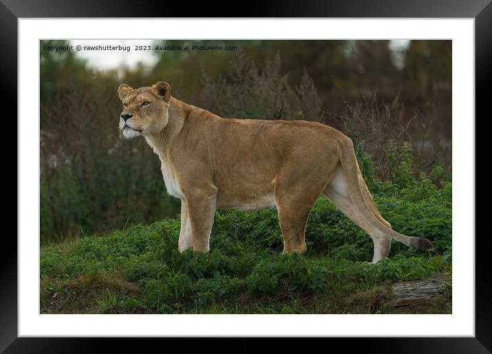 Vigilant Lioness Amidst Verdant Nettles Framed Mounted Print by rawshutterbug 