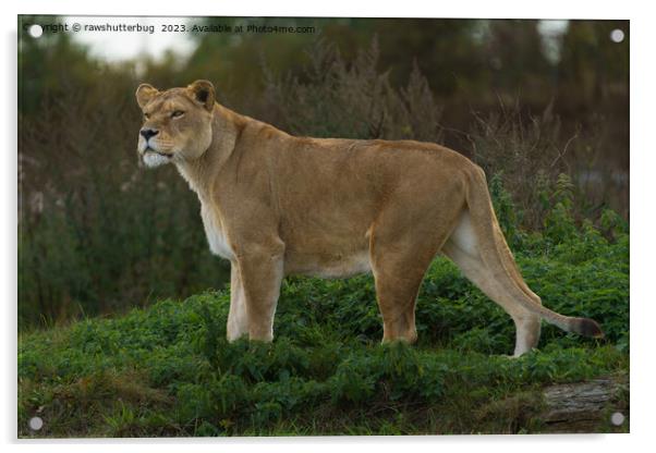 Vigilant Lioness Amidst Verdant Nettles Acrylic by rawshutterbug 