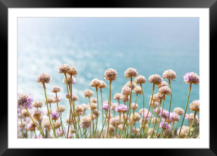 Cornwall Sea Pinks Framed Mounted Print by Graham Custance