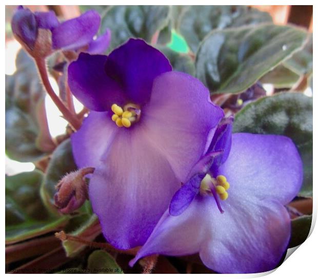African violets Print by Stephanie Moore