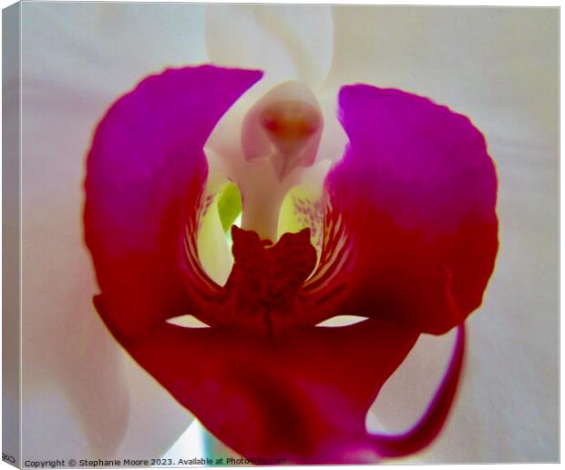 Orchid  Canvas Print by Stephanie Moore
