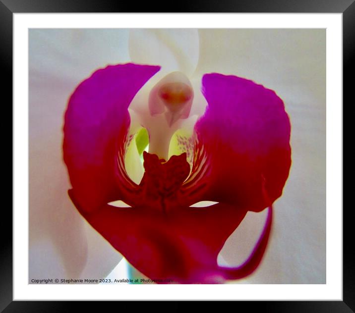Orchid  Framed Mounted Print by Stephanie Moore